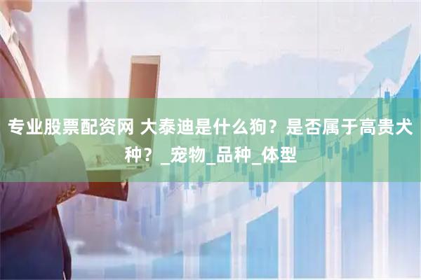 专业股票配资网 大泰迪是什么狗？是否属于高贵犬种？_宠物_品种_体型
